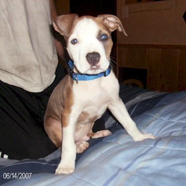Official Southern Bred Pits Citizens Kane Oxy Pit Bull.jpg